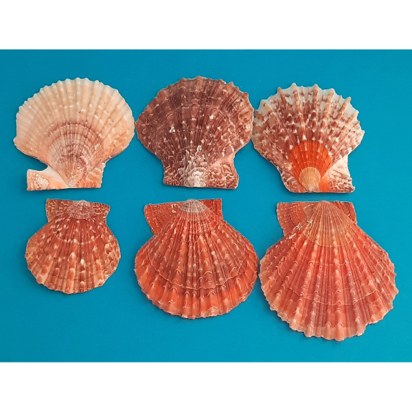 Pectinidae Kamm-Muschel rot-braun Naturdeko 200g Beutel