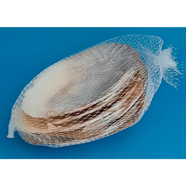 Pedum Spondyloideum Muschelschale 5 Stück Naturdeko