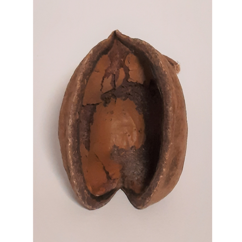 Natürliche Deko-Muschel-Nuss 8-15cm