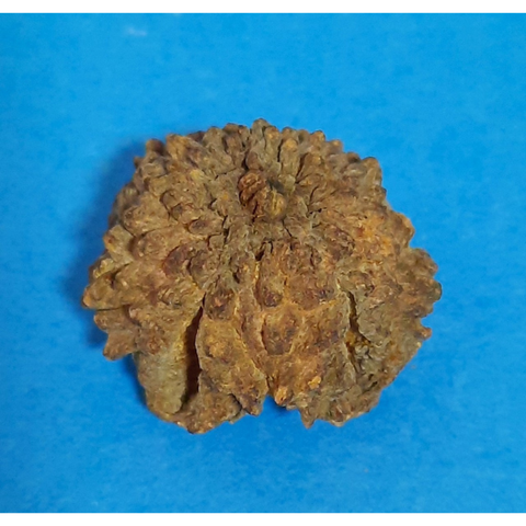 Natürliche Deko Sternkapsel 3-5cm 1 Stück