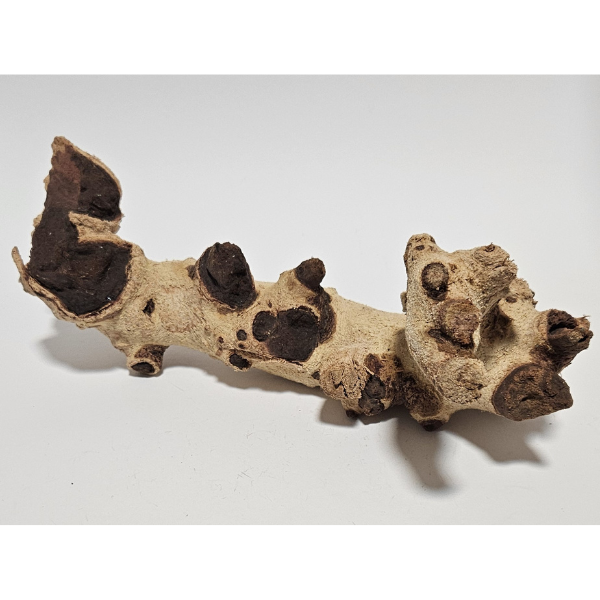 Aquadeco Mopani Wurzel M 2-farbig #313