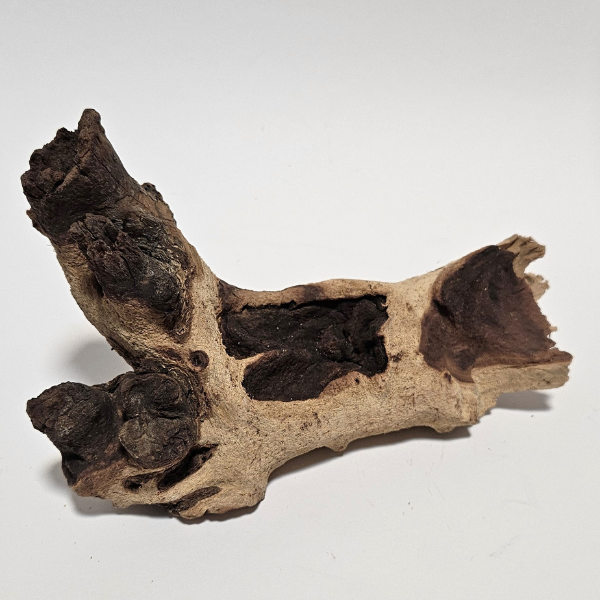 Aquadeco Mopani Wurzel S 2-farbig #108