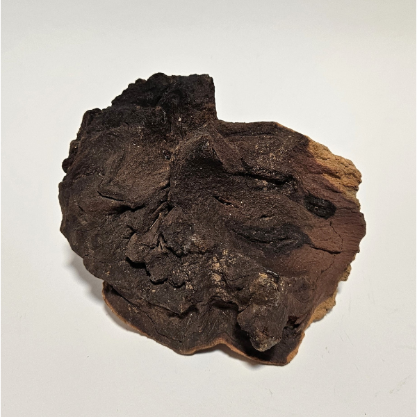 Aquadeco Mopani Wurzel S 2-farbig #109