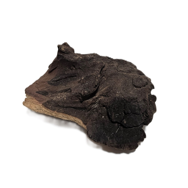 Aquadeco Mopani Wurzel S 2-farbig #109