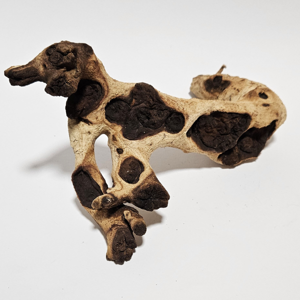 Aquadeco Mopani Wurzel S 2-farbig #116