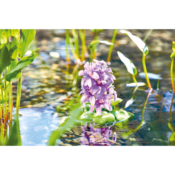 Pontec blühende Teich Hyazinthe, Kunstpflanze zur Teichdekoration