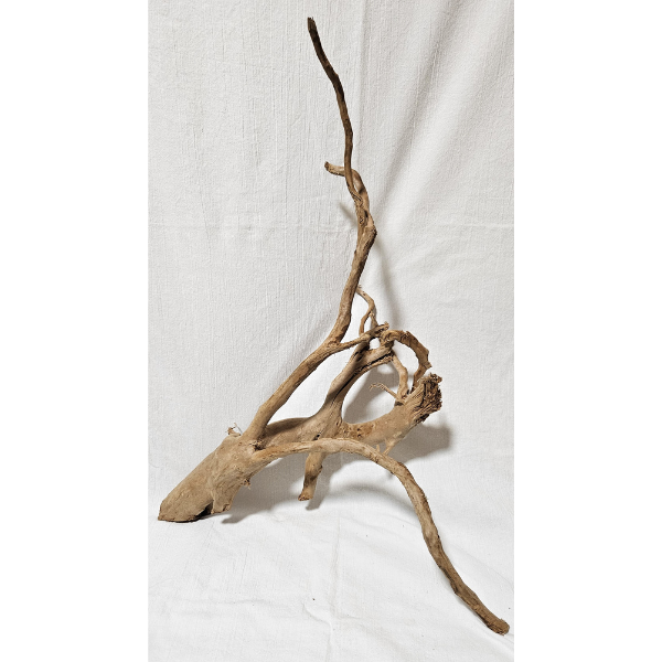 AP Moorwurzel Spiderwood L #303