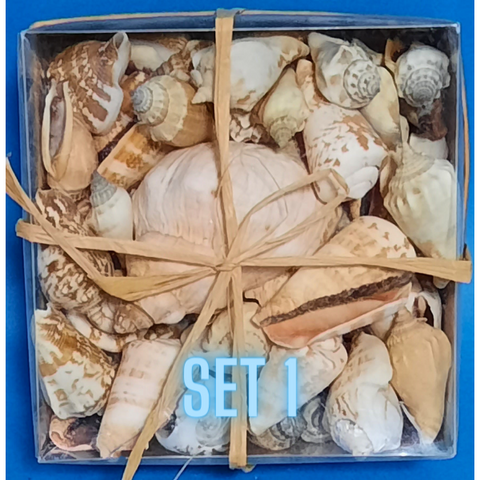 Echte Deko Meeresschnecken, Muscheln in der Box Verschiedene Sets