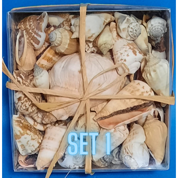 Echte Deko Meeresschnecken, Muscheln in der Box Verschiedene Sets