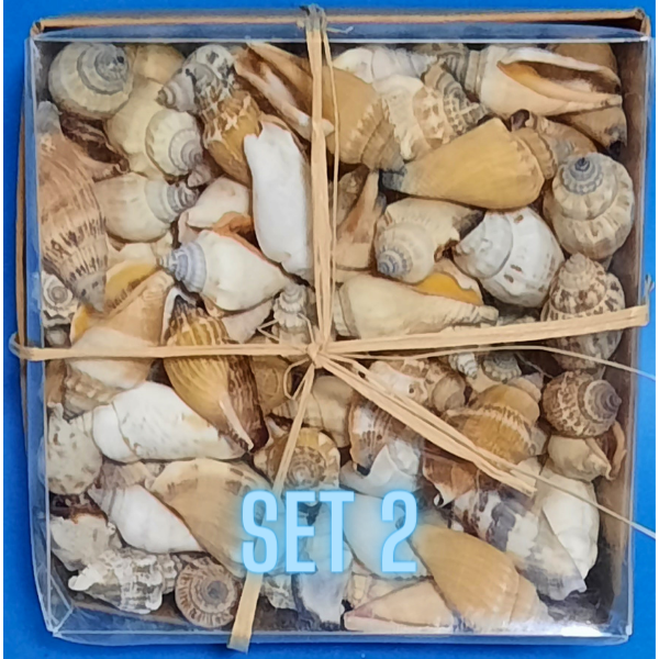 Echte Deko Meeresschnecken, Muscheln in der Box Verschiedene Sets