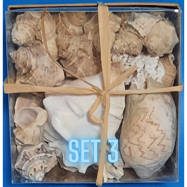 Echte Deko Meeresschnecken, Muscheln in der Box Verschiedene Sets