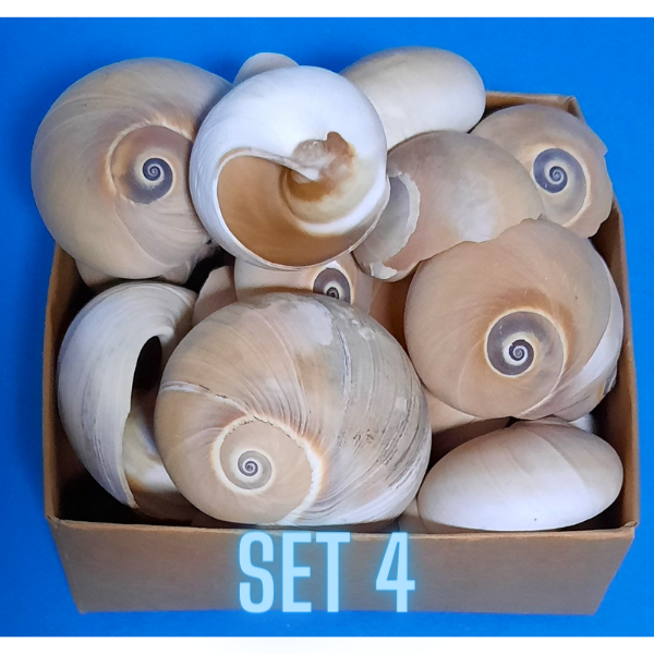 Echte Deko Meeresschnecken, Muscheln in der Box Verschiedene Sets