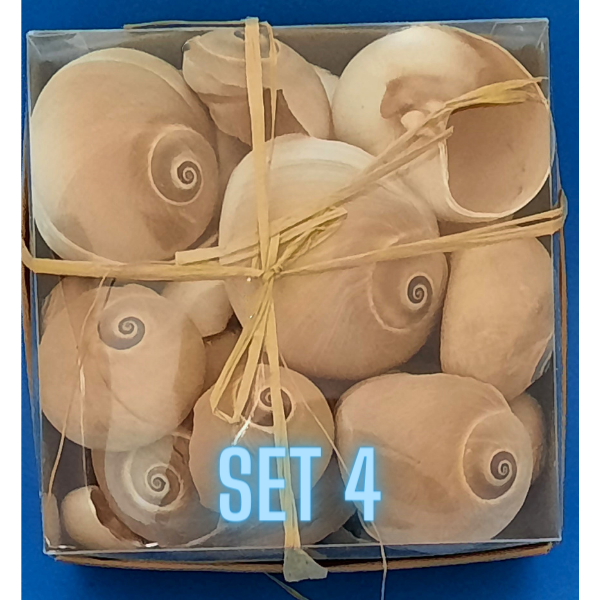 Echte Deko Meeresschnecken, Muscheln in der Box Verschiedene Sets