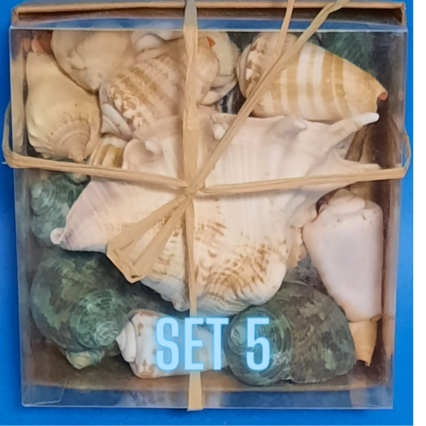 Echte Deko Meeresschnecken, Muscheln in der Box Verschiedene Sets