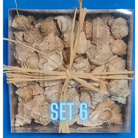 Echte Deko Meeresschnecken, Muscheln in der Box Verschiedene Sets