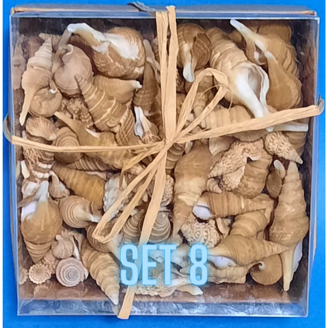 Echte Deko Meeresschnecken, Muscheln in der Box Verschiedene Sets