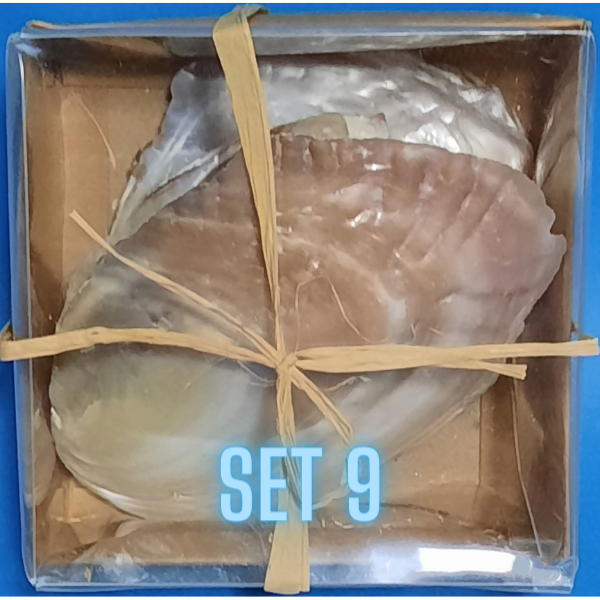 Echte Deko Meeresschnecken, Muscheln in der Box Verschiedene Sets