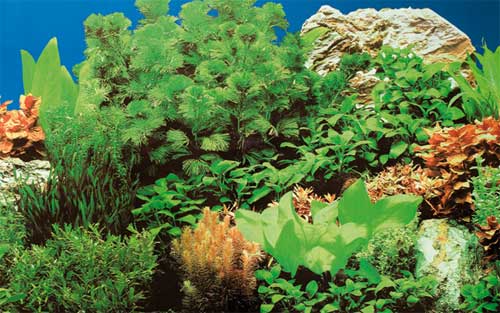 Hobby Aquarium Fotorückwand 30997 H=40cm