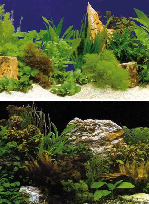 Aquarium Fotorückwand Motiv Oasis, Pflanzen mit Steinen