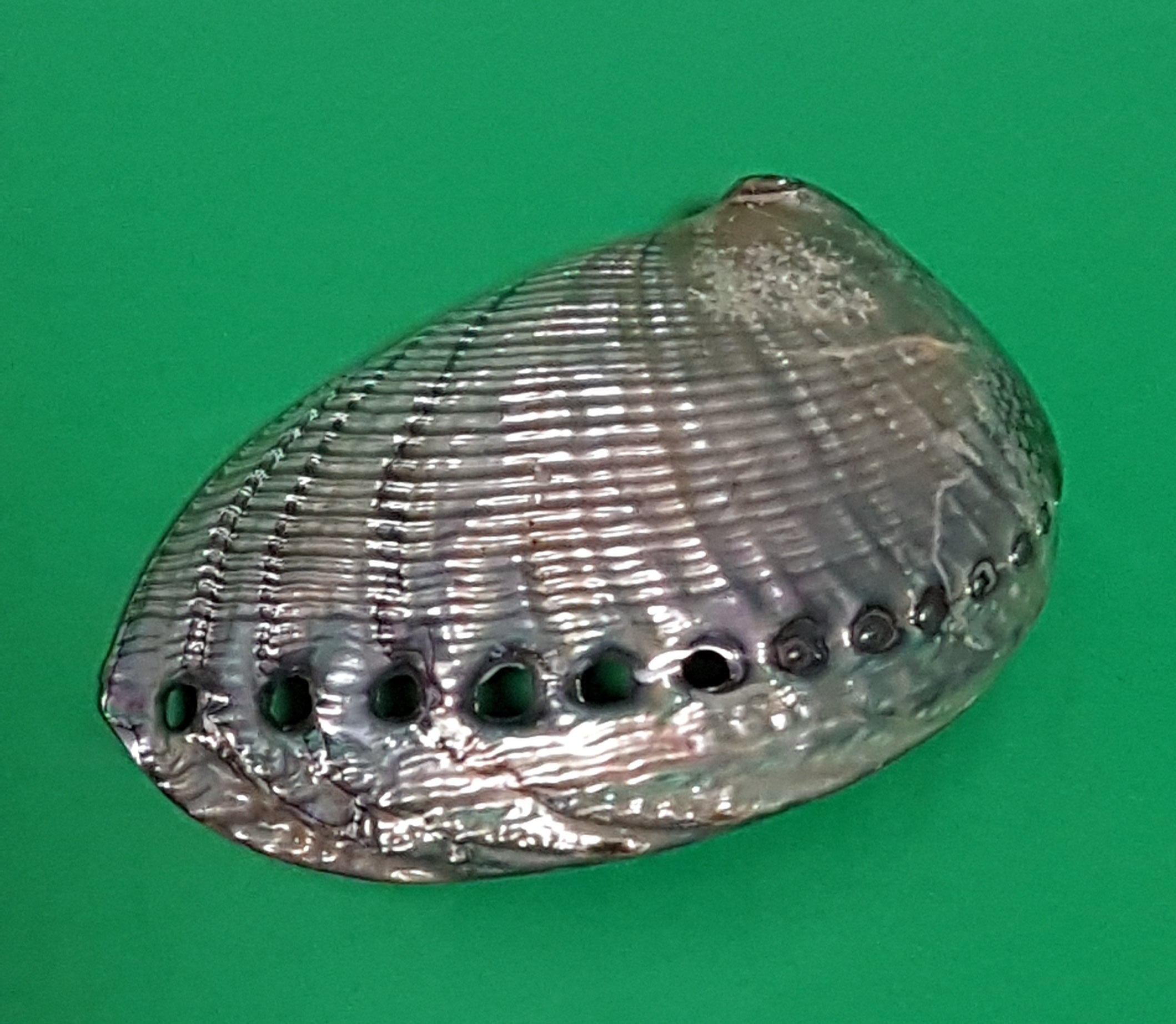 Abalone (Haliotis) 13-14cm
