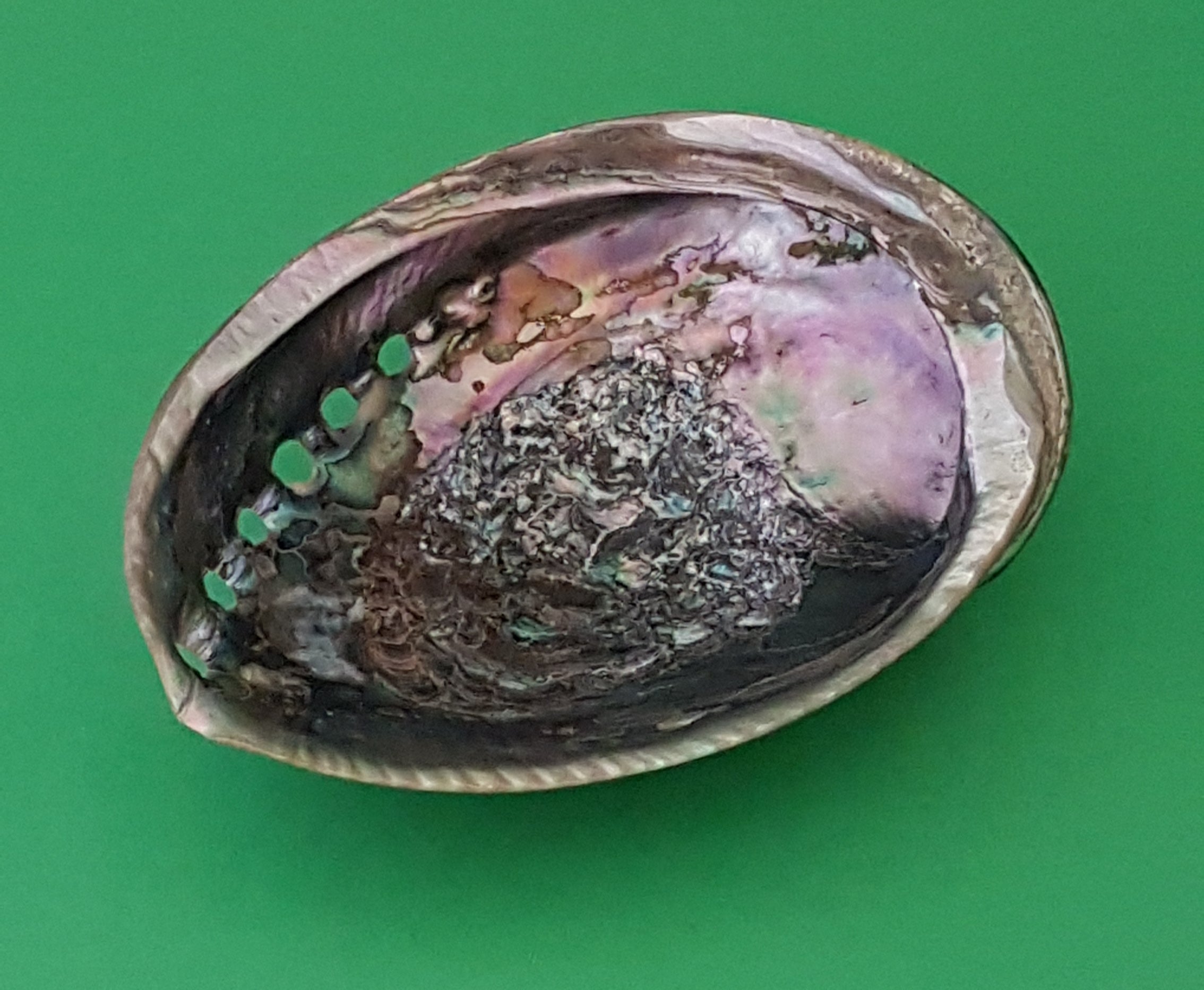 Abalone (Haliotis) 13-14cm