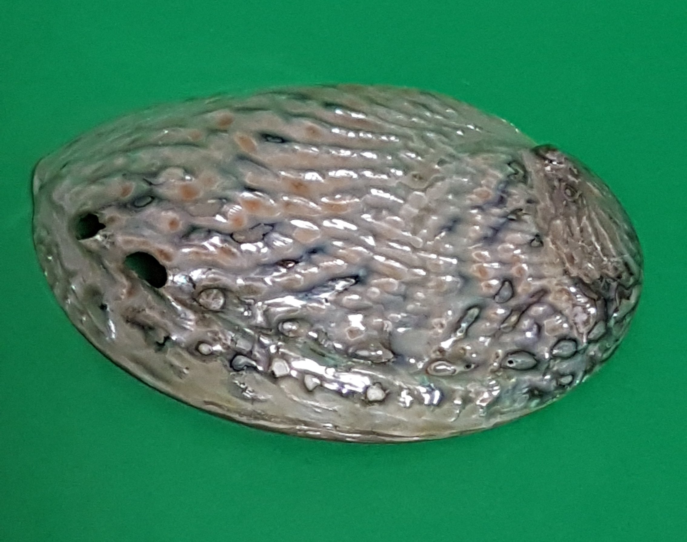 Abalone (Haliotis) 13-14cm