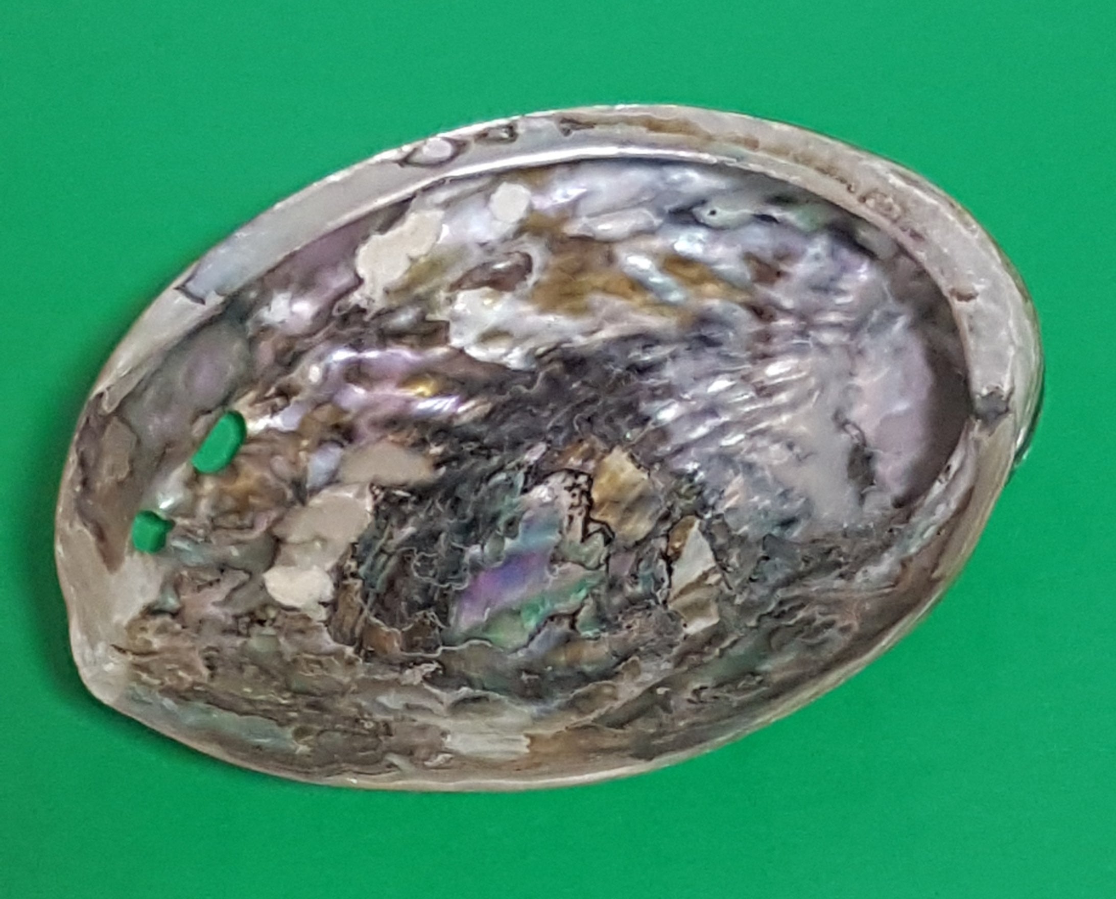 Abalone (Haliotis) 13-14cm