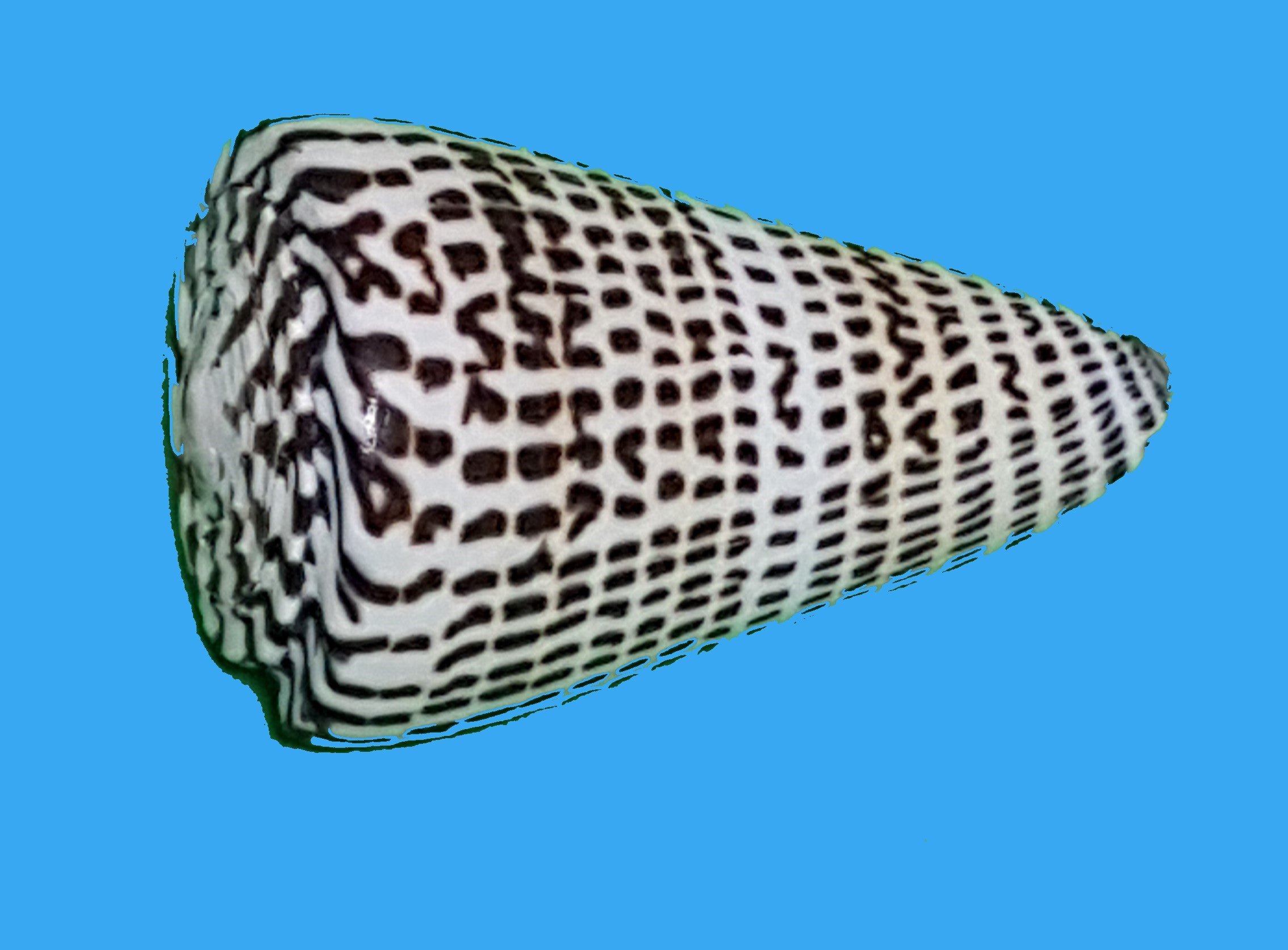 Conus Literatus 9cm