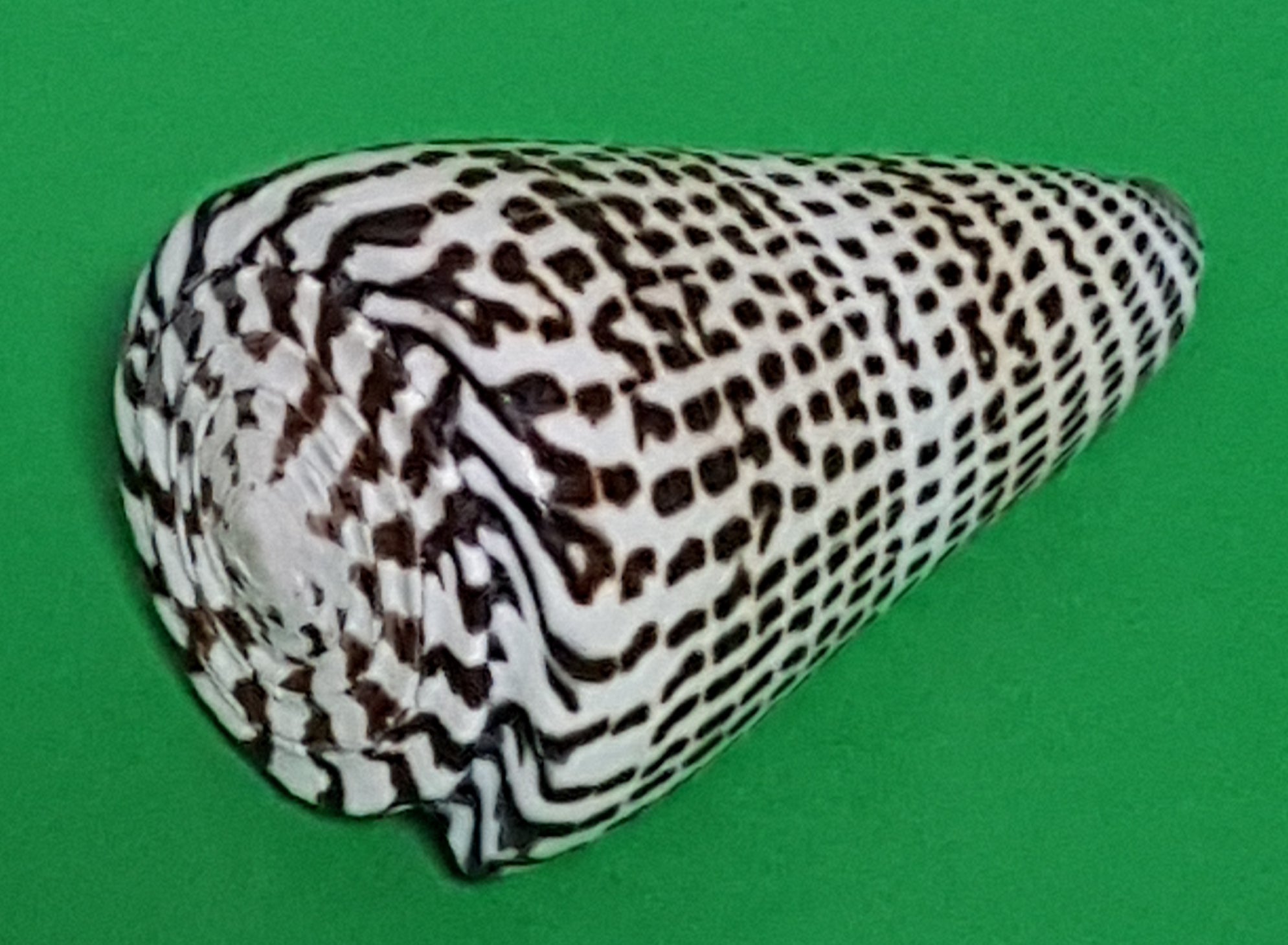 Conus Literatus 9cm