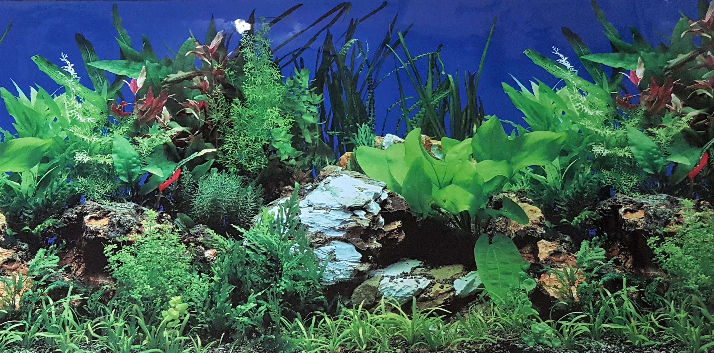 Europet Aquarium Fotorückwand 108001 H=50cm