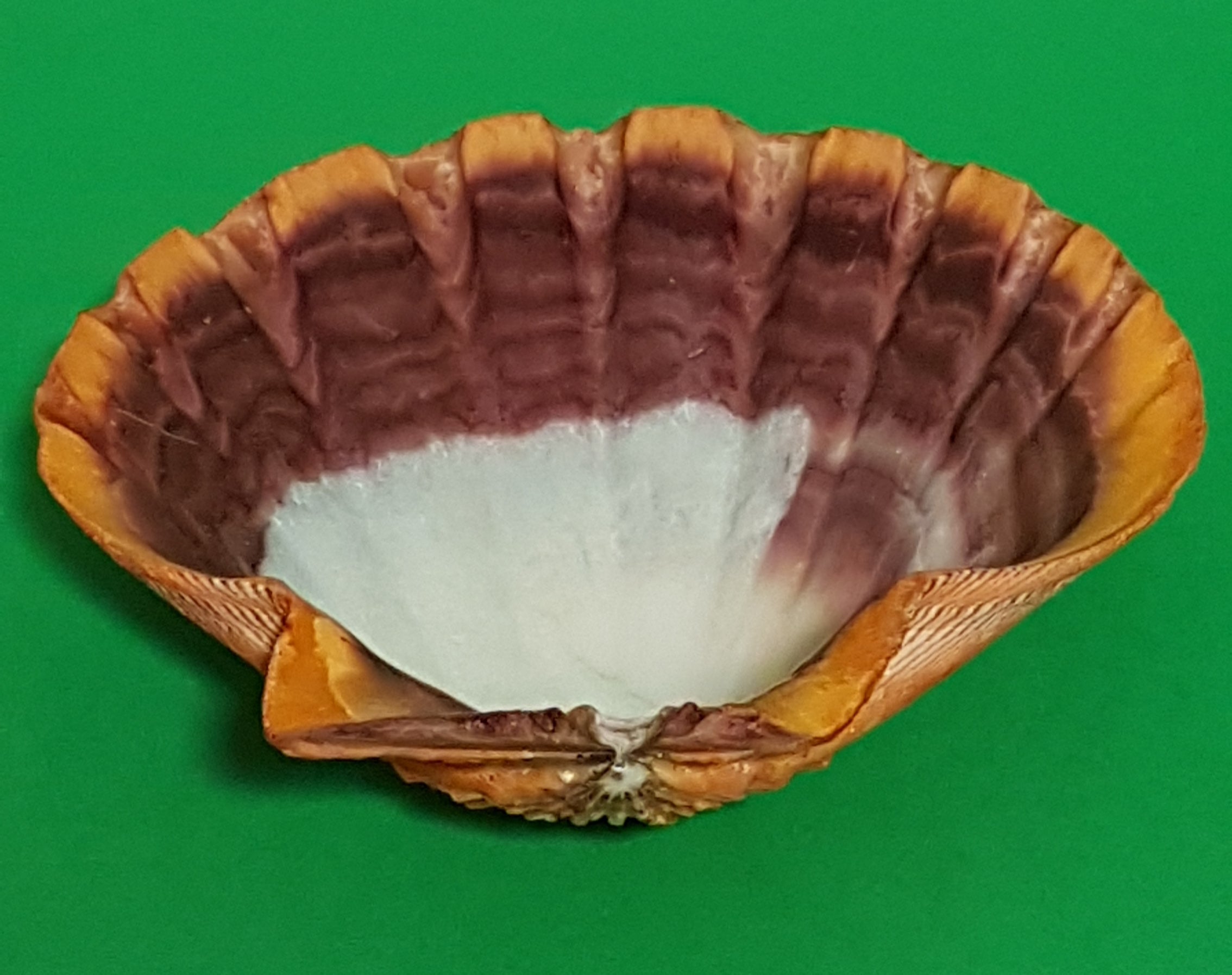 Lion Paw 13-15cm