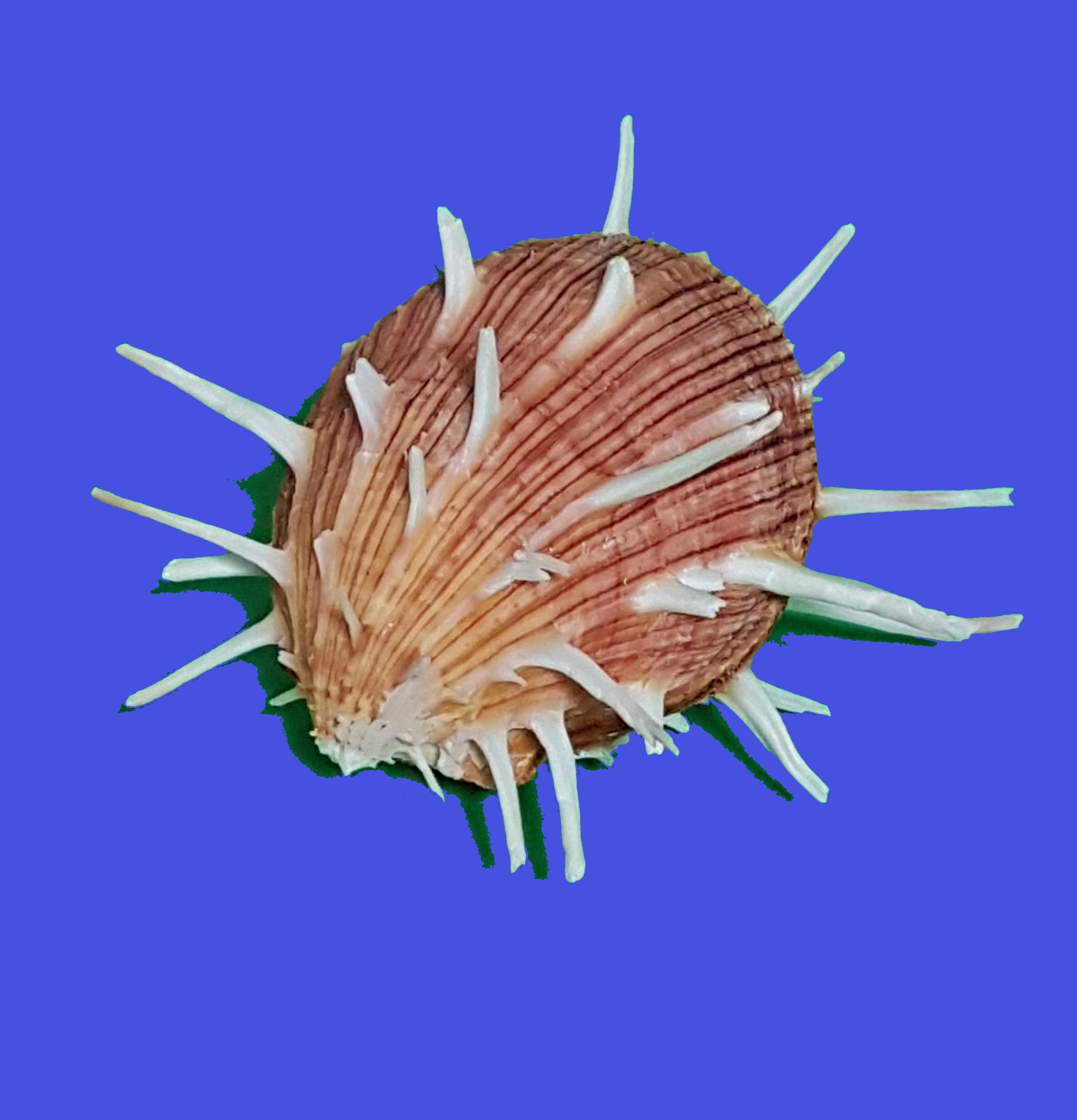 Spondylus Regius 12-16cm